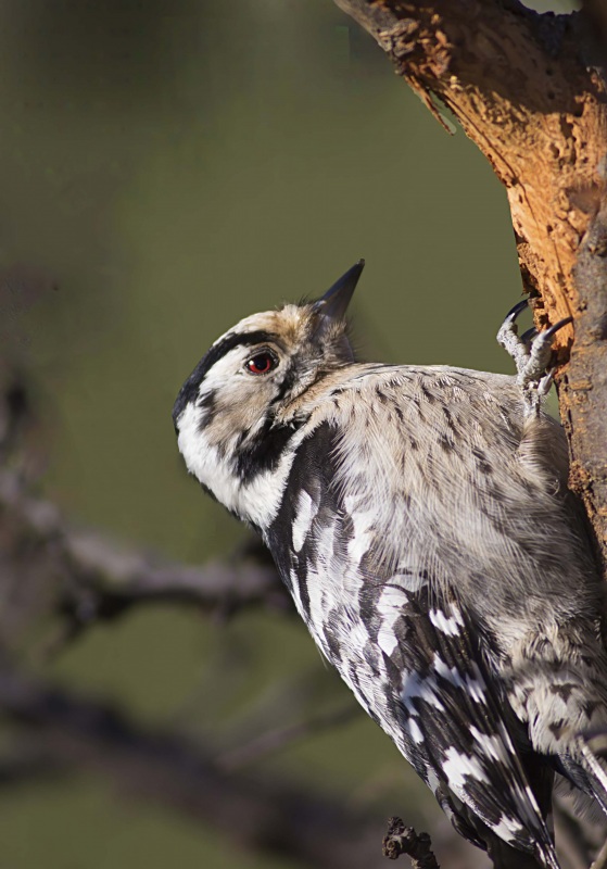 Lesser Spotted Woodpecker