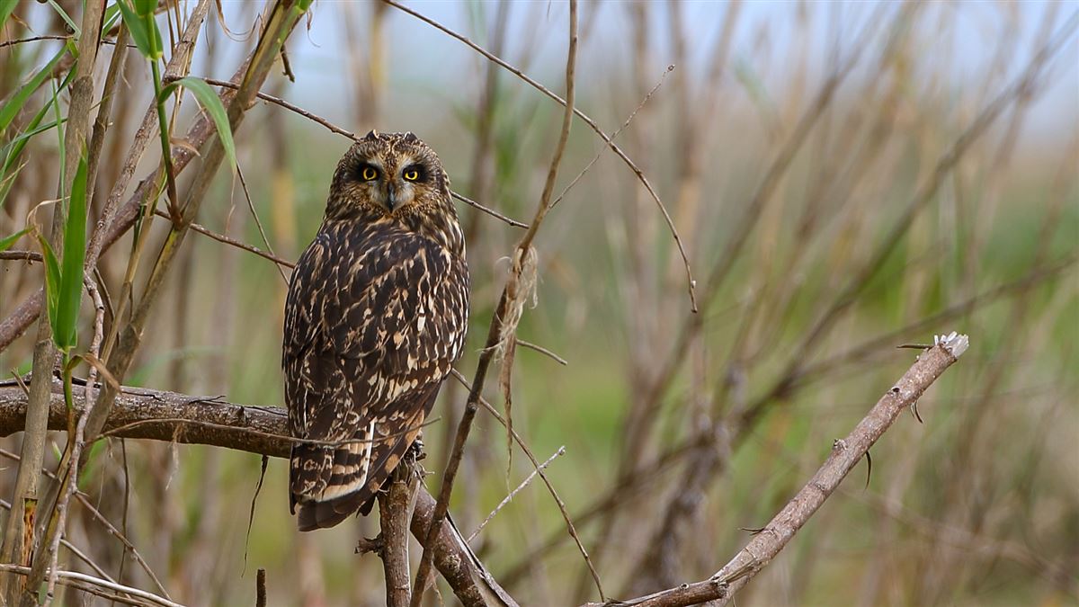 Short-eared Owl