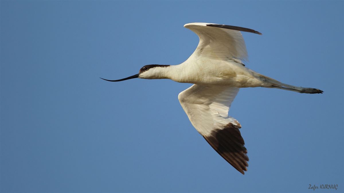 Pied Avocet