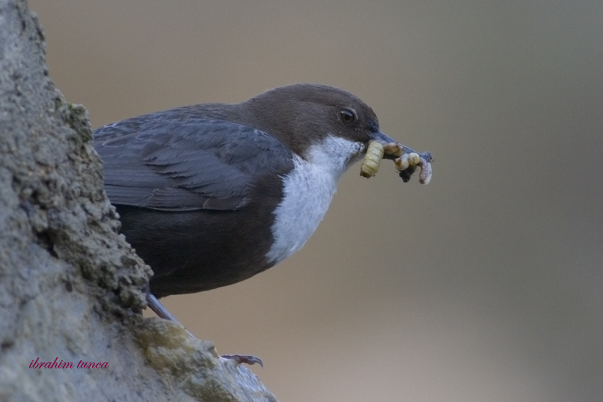 White-throated Dipper