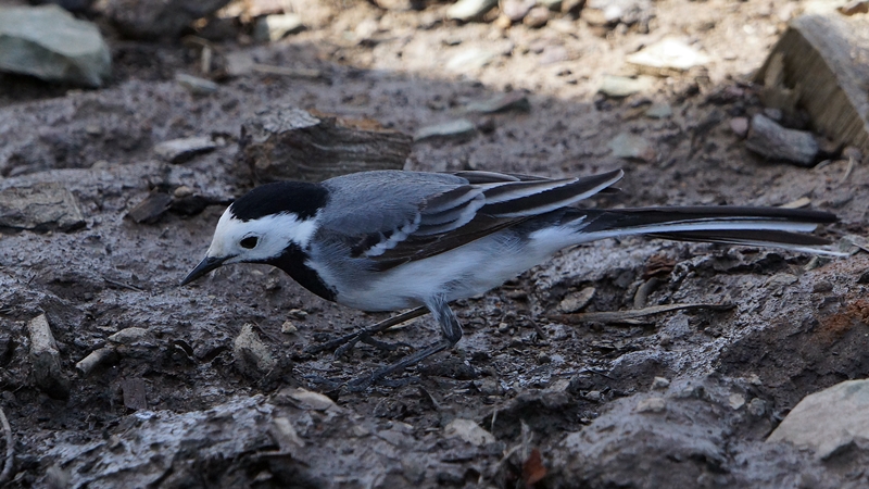 White Wagtail
