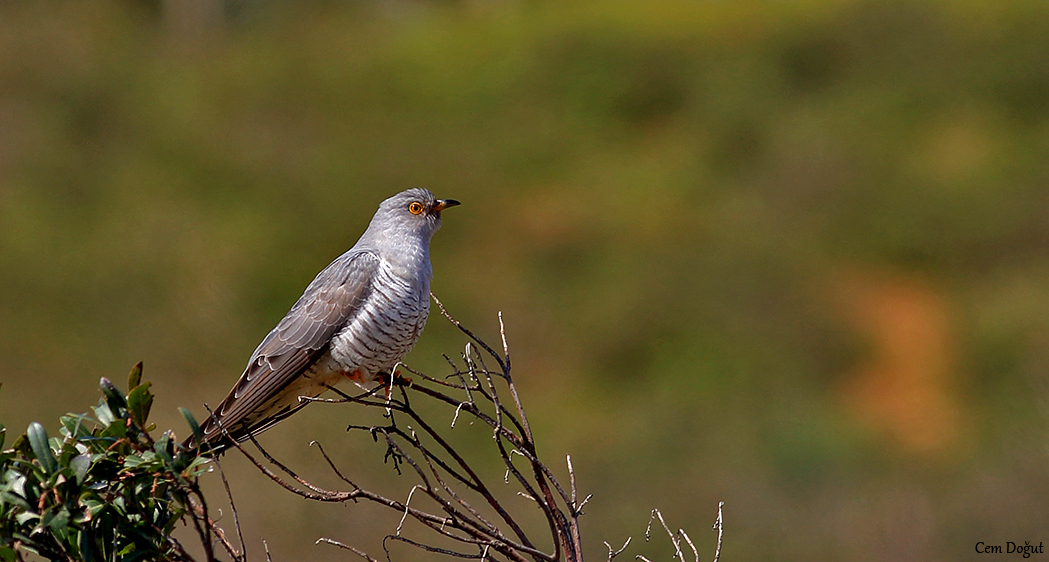 Common Cuckoo