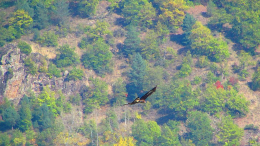 Golden Eagle