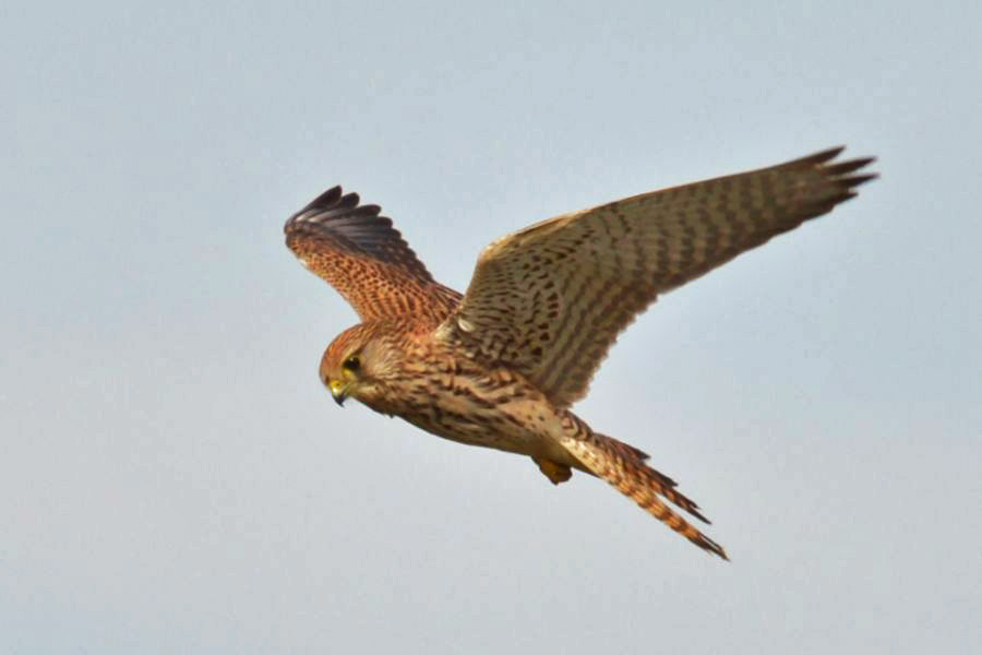 Common Kestrel