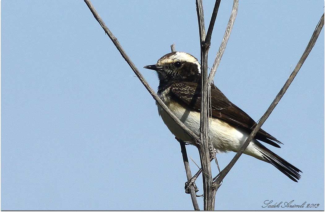 Cyprus Wheatear