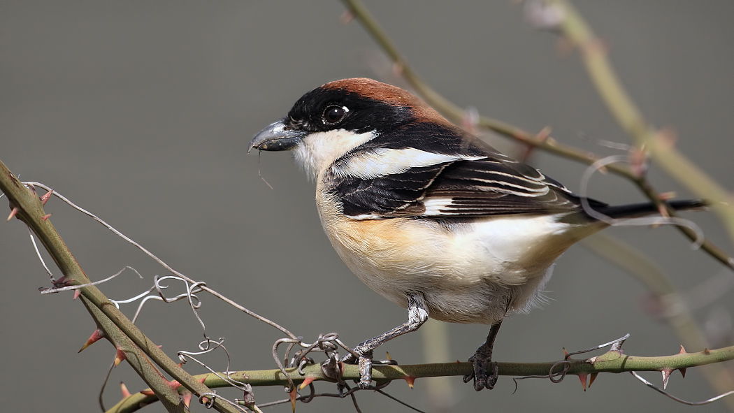 Woodchat Shrike