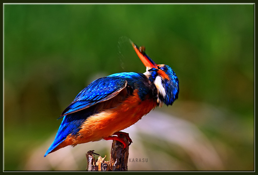 Common Kingfisher