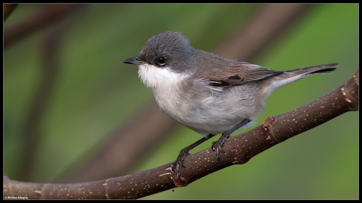 Lesser Whitethroat
