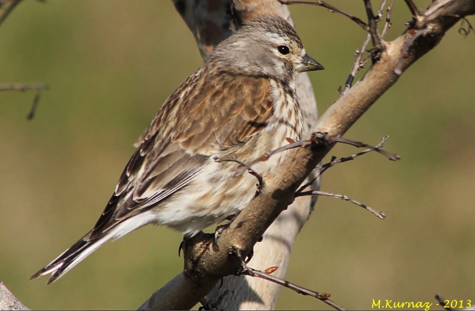 Common Linnet