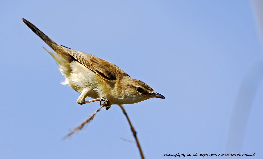 Great Reed Warbler