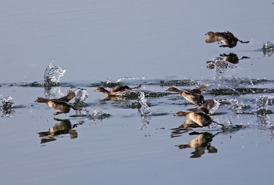 Little Grebe
