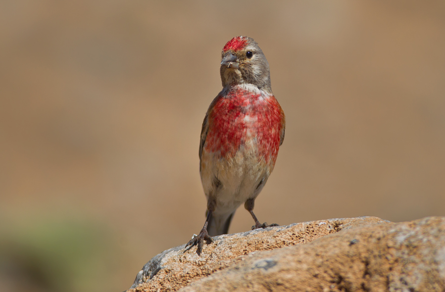 Common Linnet