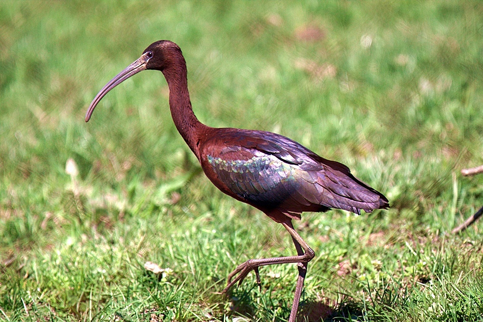 Glossy Ibis