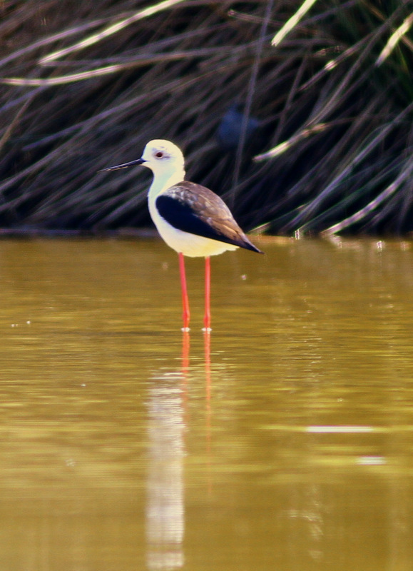 Black-winged Stilt