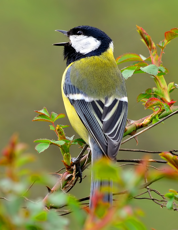 Great Tit