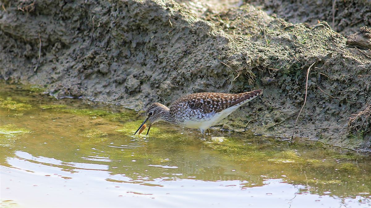 Wood Sandpiper