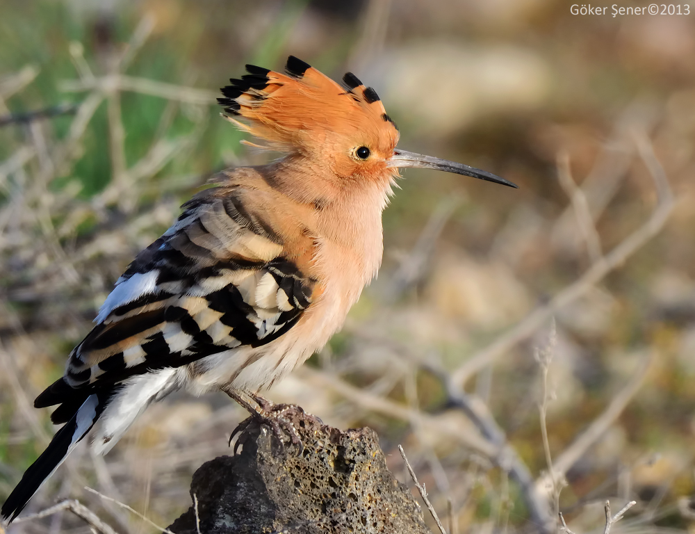 Common Hoopoe