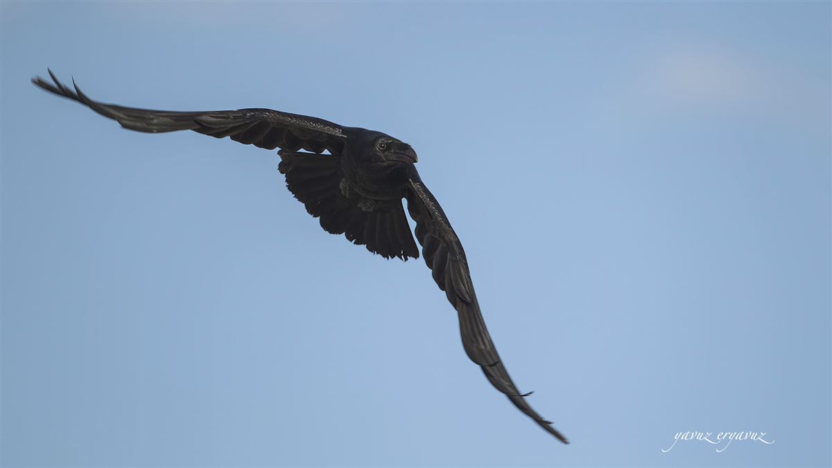 Northern Raven