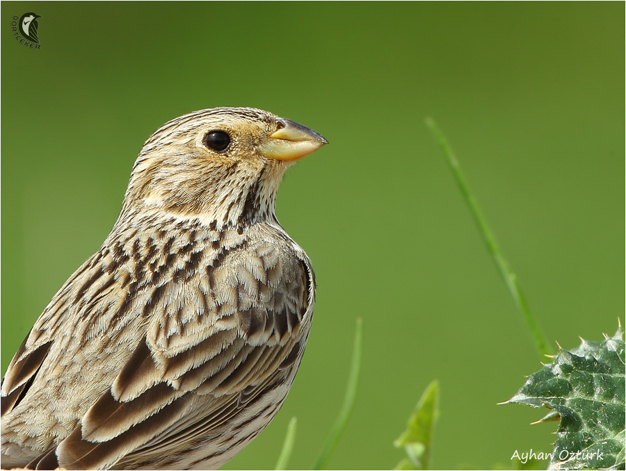 Corn Bunting