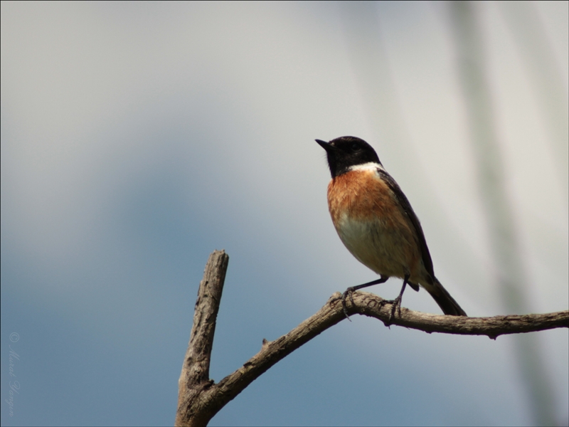 European Stonechat