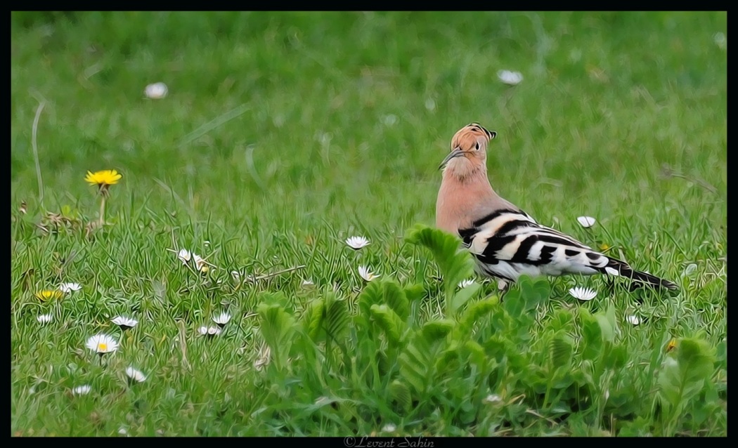 Common Hoopoe