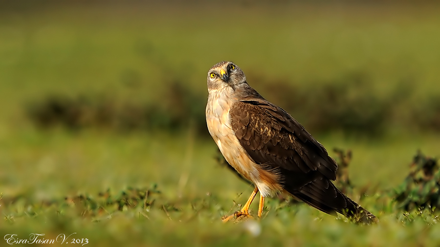 Pallid Harrier