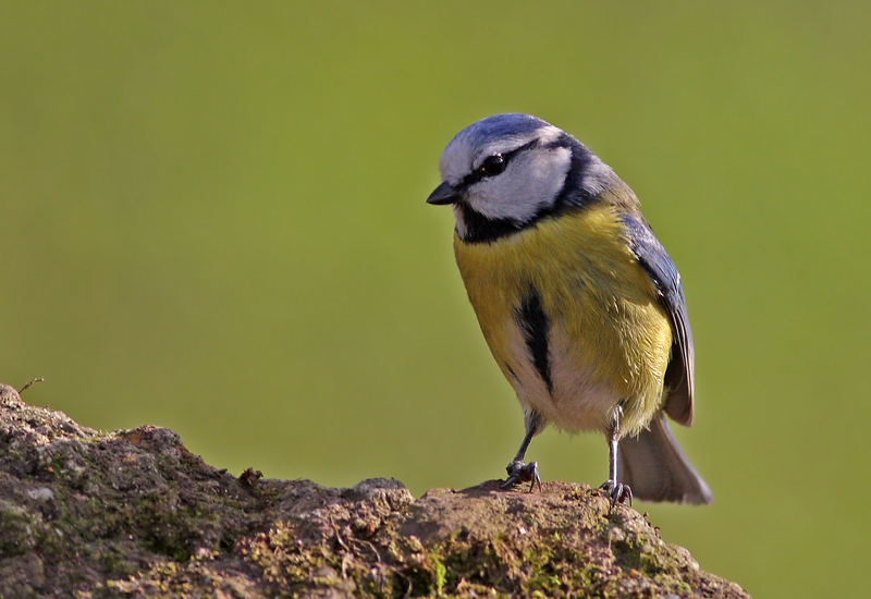 Eurasian Blue Tit