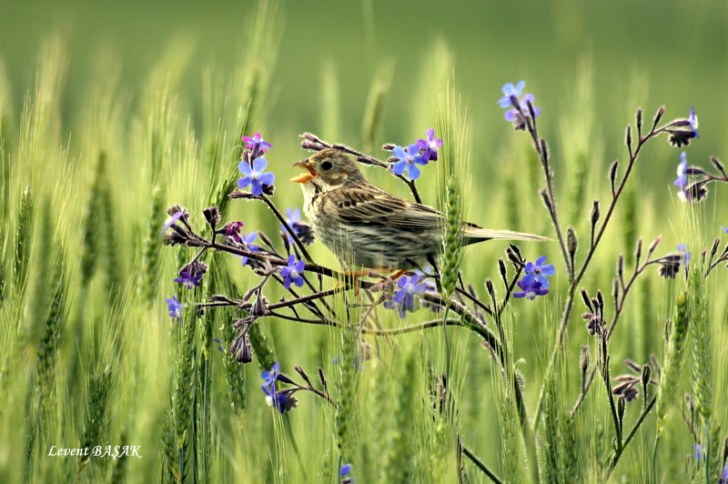 Corn Bunting