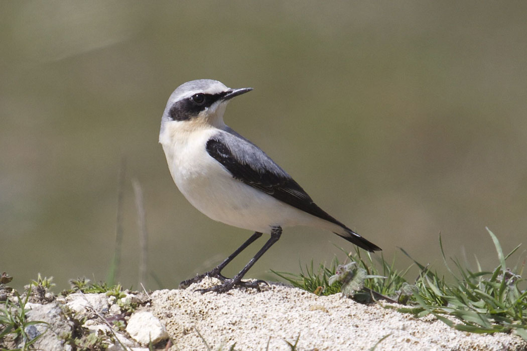 Northern Wheatear