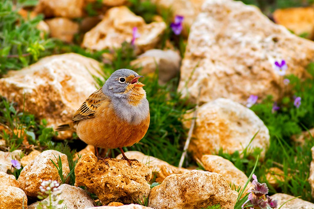 Cretzschmar`s Bunting