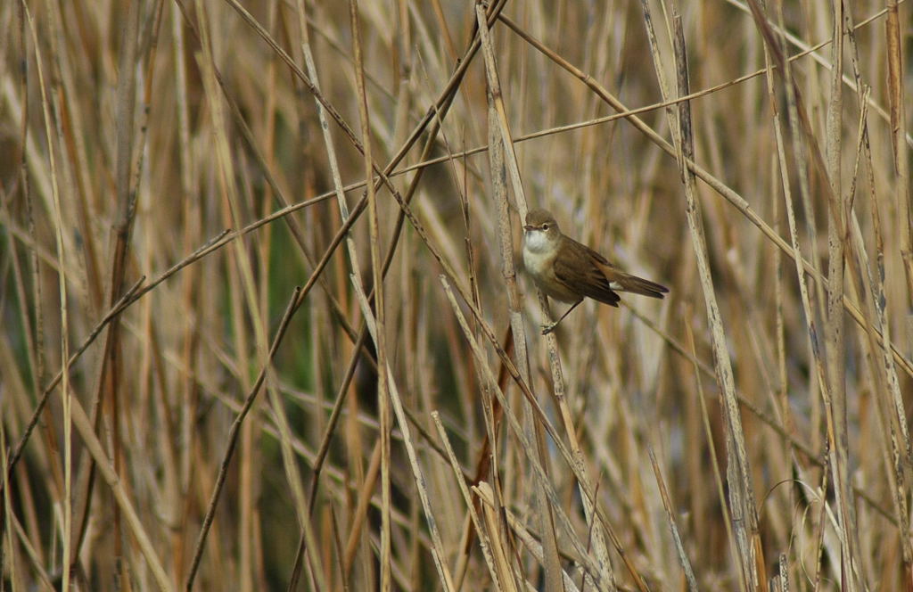 Common Reed Warbler