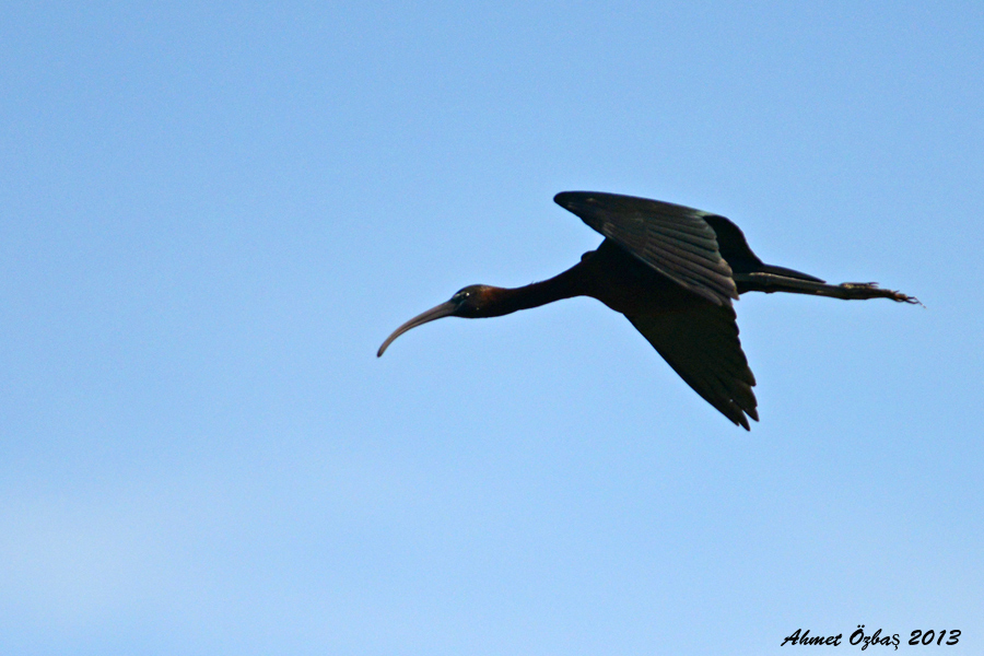 Glossy Ibis