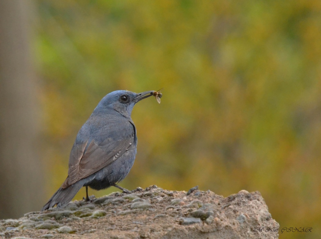 Blue Rock Thrush