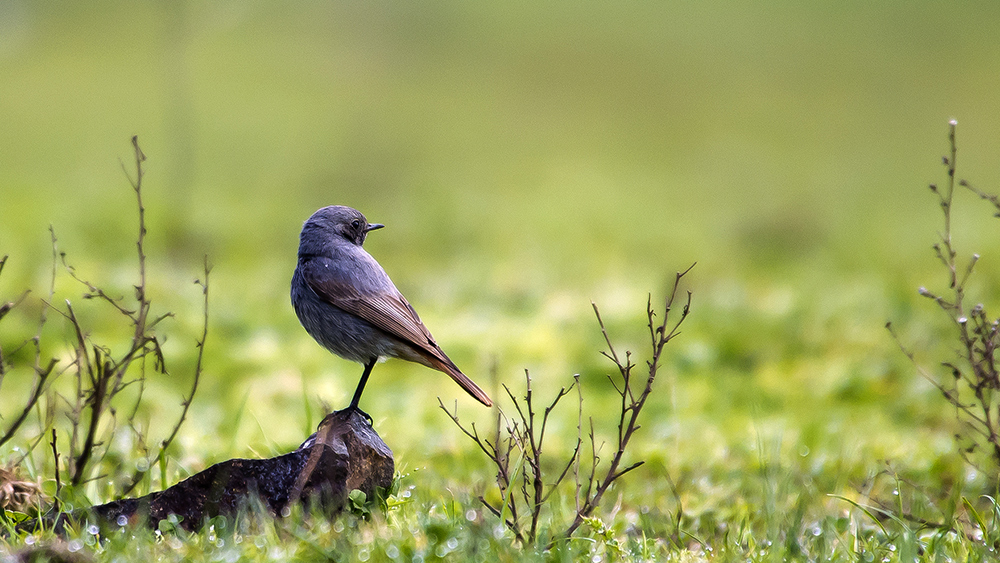 Black Redstart