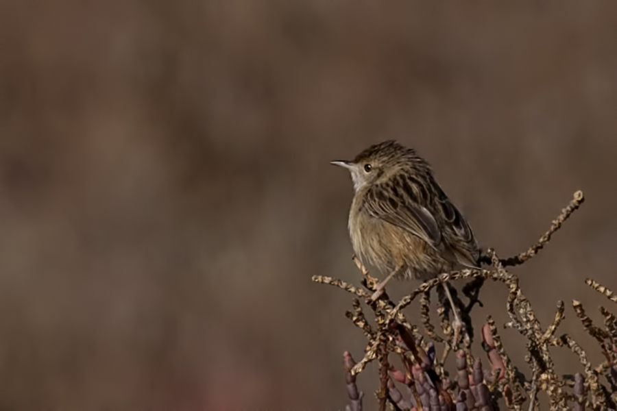 Zitting Cisticola