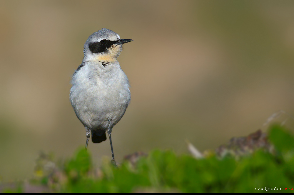 Northern Wheatear