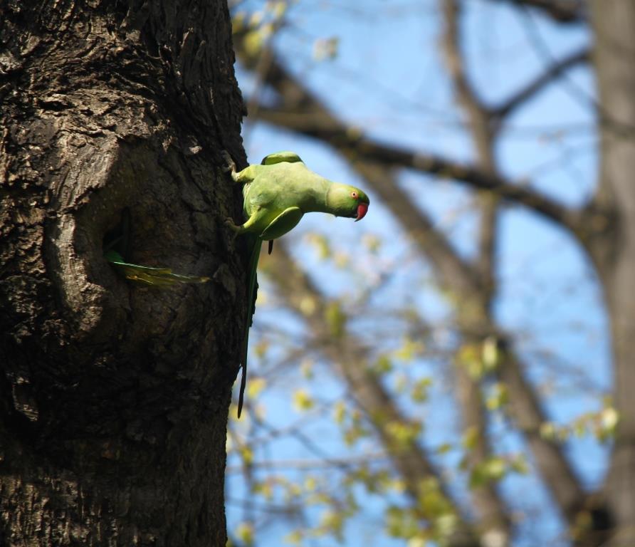 Rose-ringed Parakeet