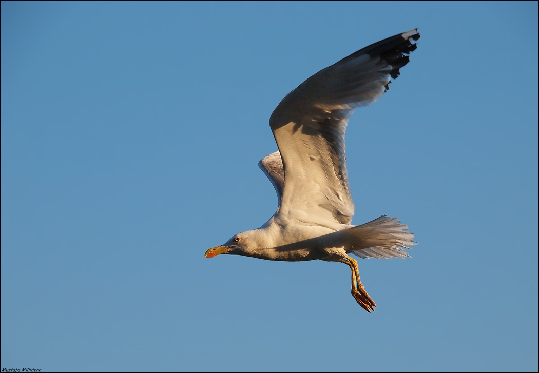 Yellow-legged Gull