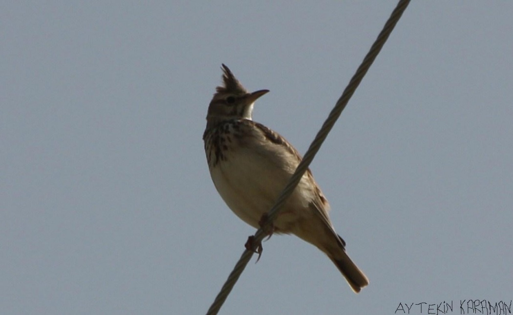Crested Lark