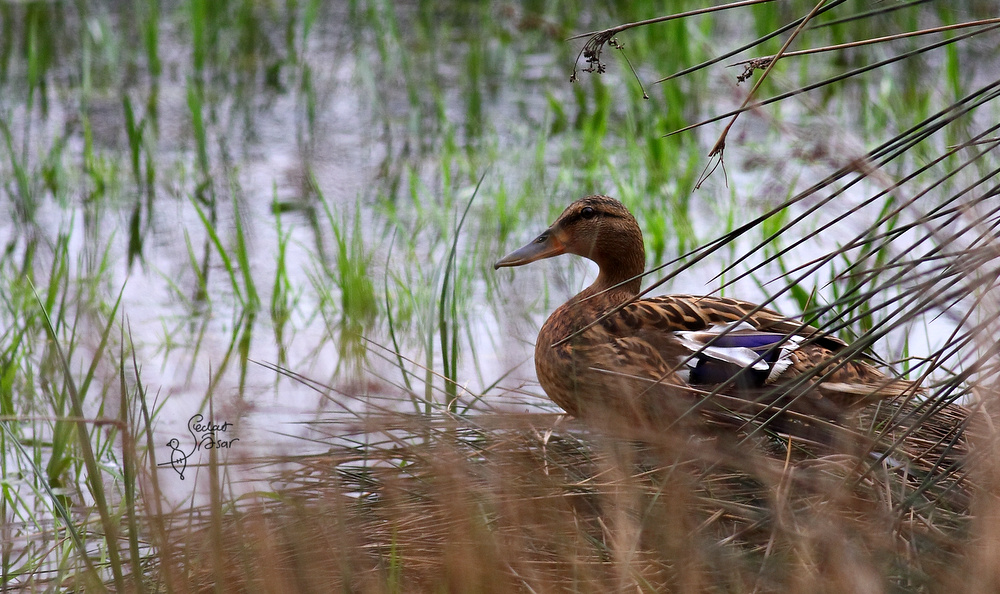 Mallard