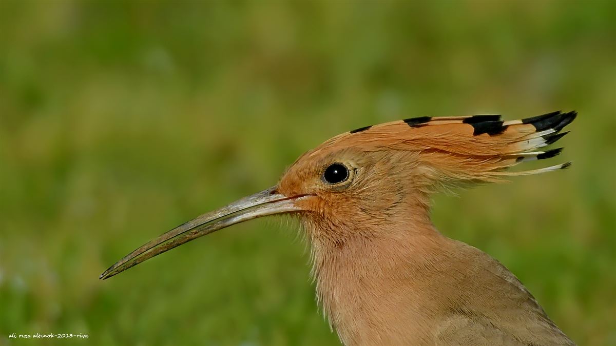 Common Hoopoe