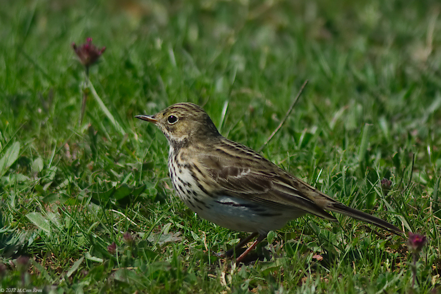 Meadow Pipit