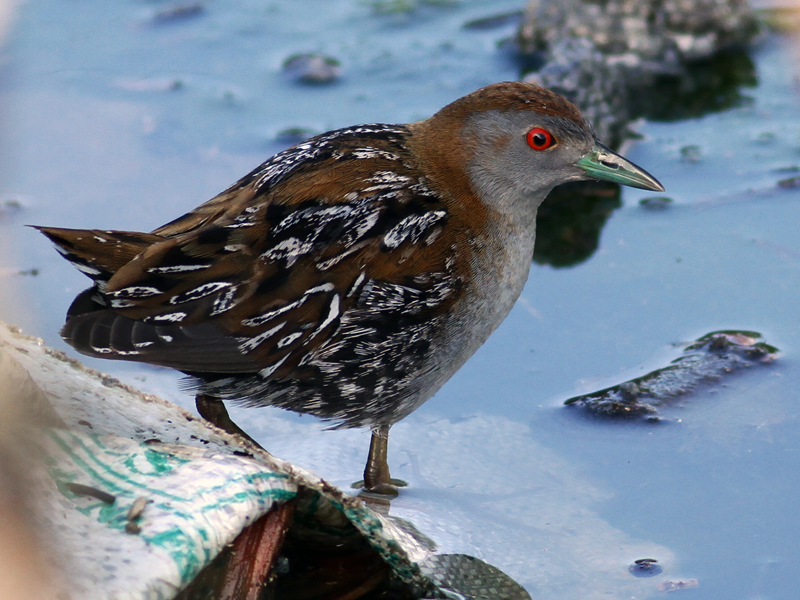 Baillon`s Crake
