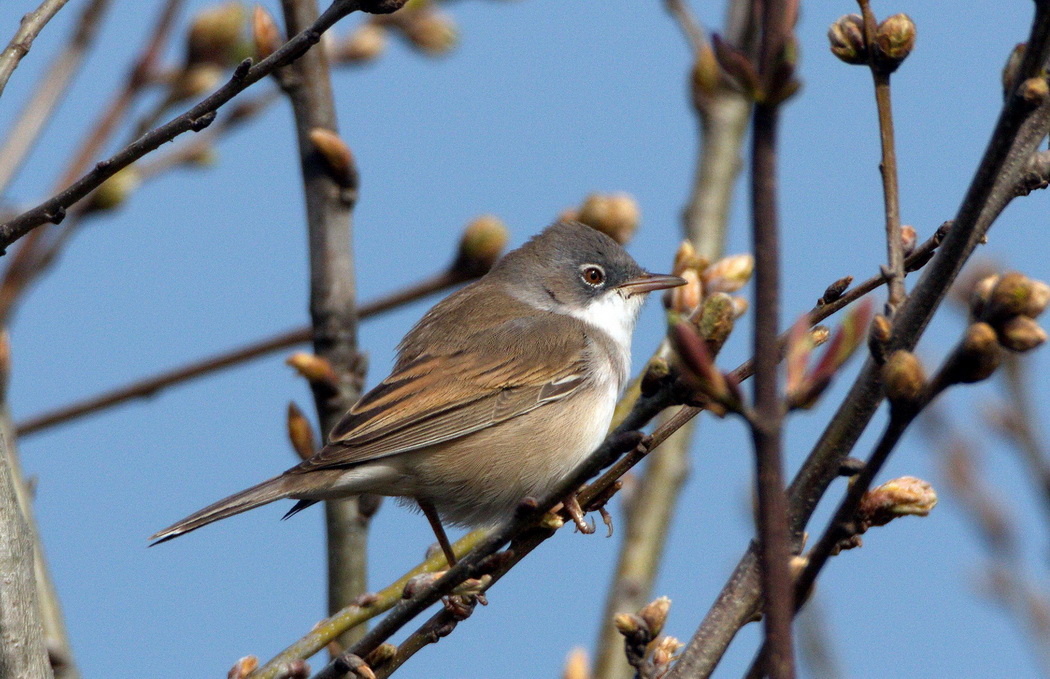 Common Whitethroat