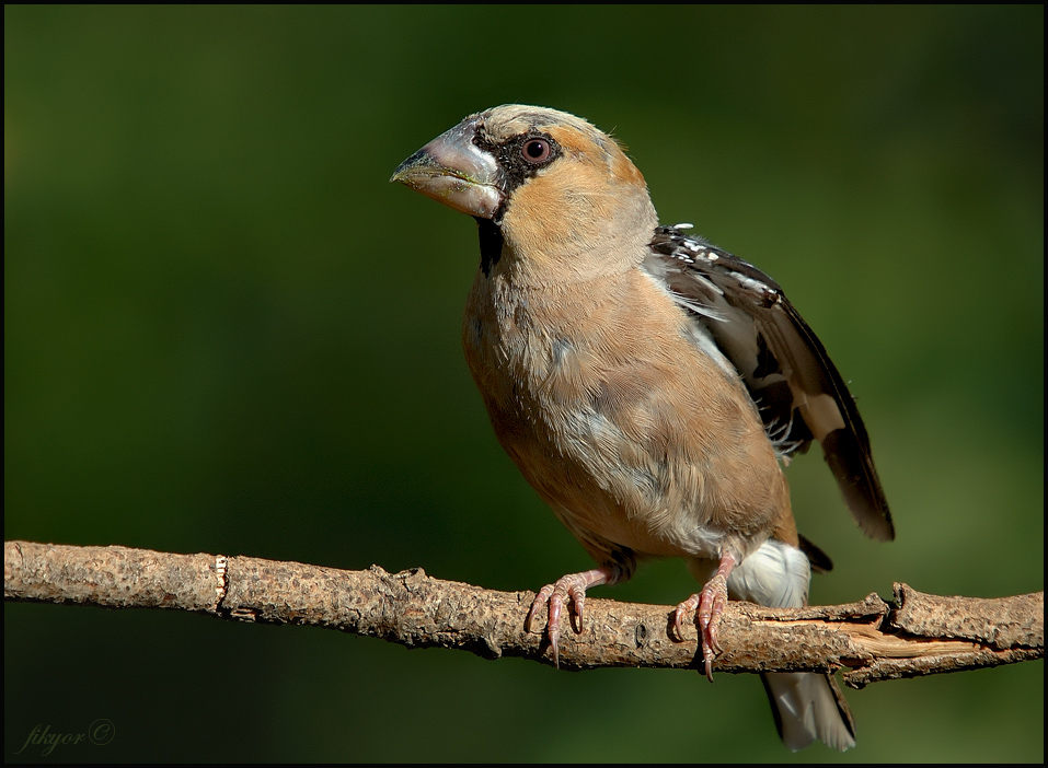 Hawfinch