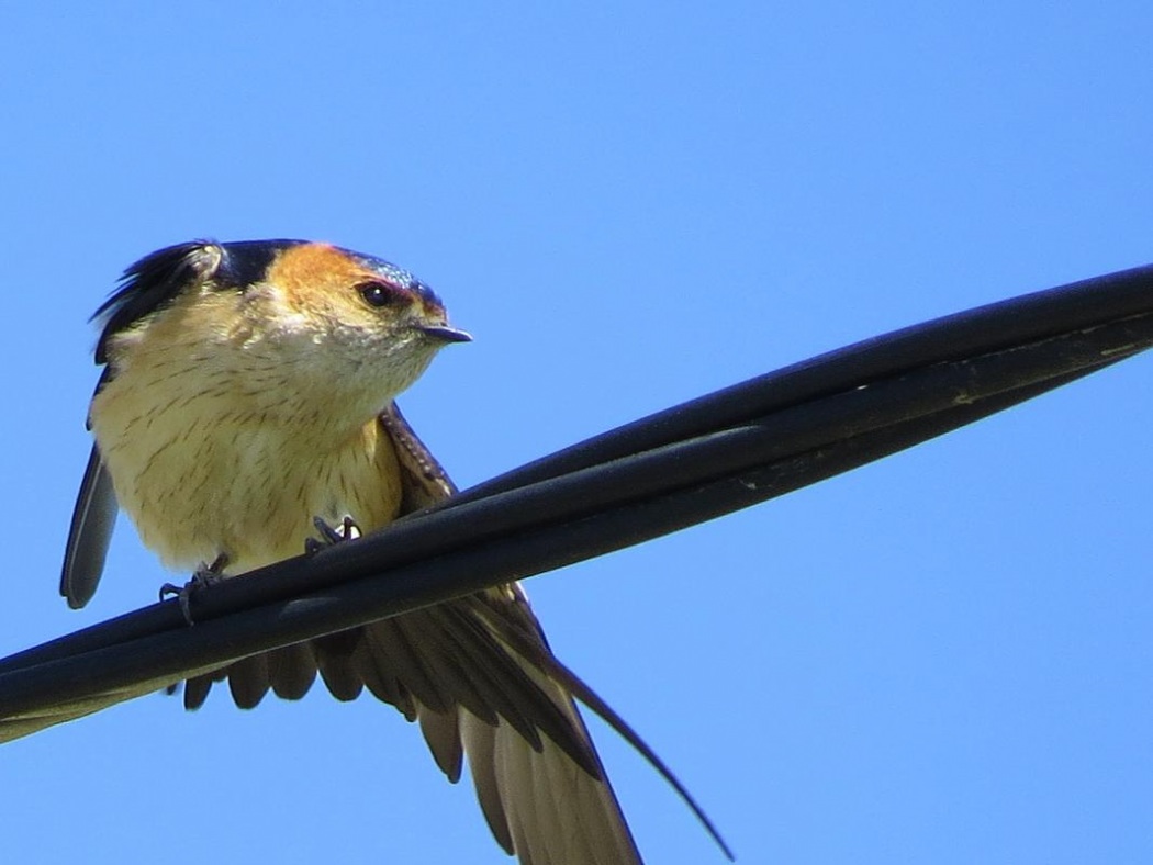 European Red-rumped Swallow