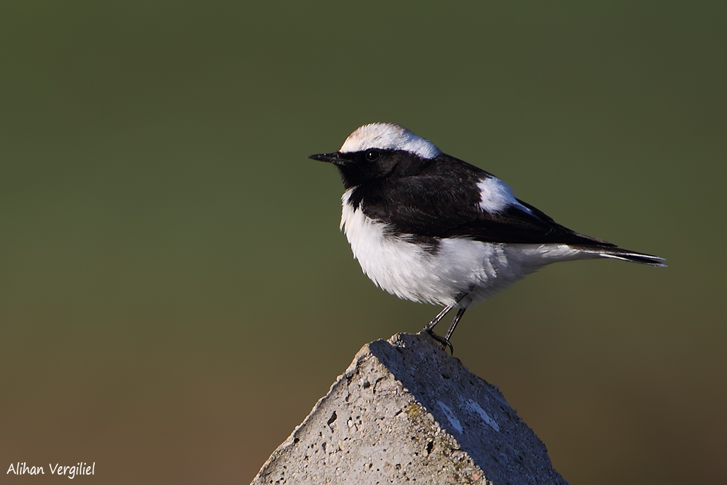 Pied Wheatear