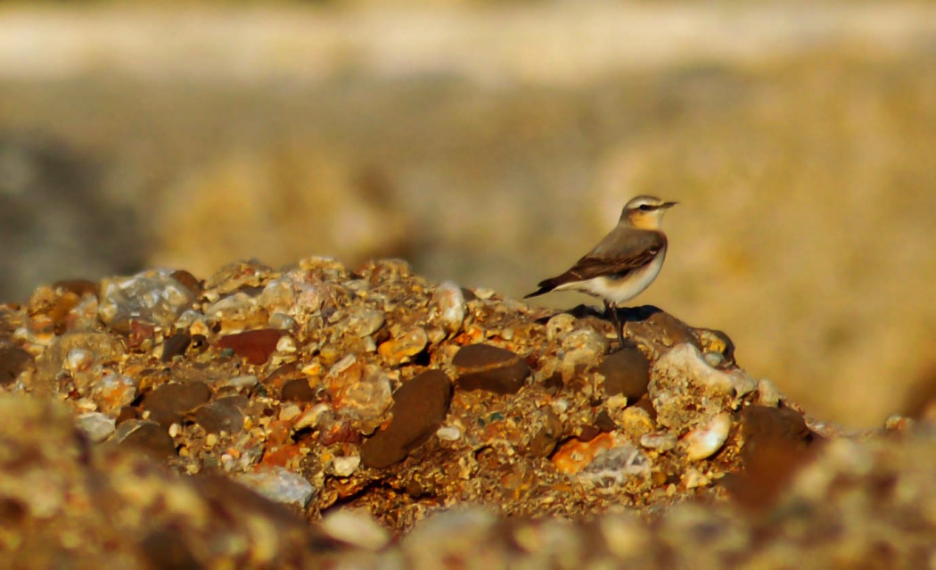 Northern Wheatear