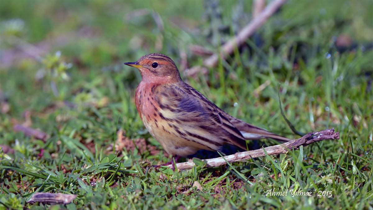 Red-throated Pipit