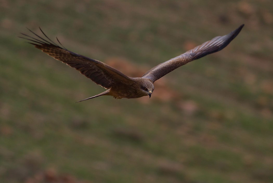 Black Kite